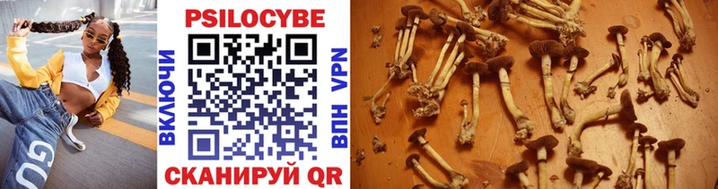 Купить где  Верхняя Пышма  Галлюциногенные грибы Psilocybine cubensis 